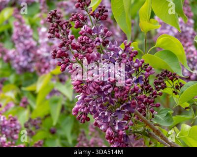 Nahaufnahme der violett-violetten Flieder-Panicles in voller Blüte mit üppigen Frühlingsblüten mit satter Farbe und zartem Duft. Stockfoto