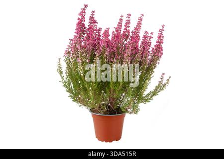 Lebendiges Heidekraut mit rosafarbenen Blüten, isoliert auf weiß. Dekorative Herbstpflanze, ideal für Gartenarbeit, Blumendesign und saisonale Projekte. Stockfoto