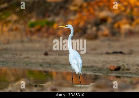 Reiher (Ardea alba) steht bewegungslos während der Fütterung in Coopers Creek, Western Queensland Australien Stockfoto