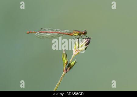 Red dragonfly sitting on the flower Stockfoto