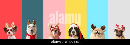Collage lustiger Hunde auf farbigem Hintergrund. Weihnachtsfeier Stockfoto
