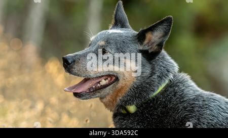Australian Cattle Dog zeigt einen glücklichen Ausdruck mit geöffnetem Mund in der Profilansicht. Stockfoto