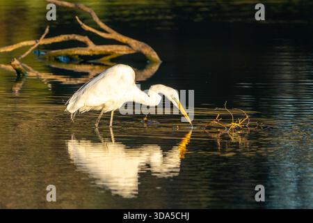 Großer Reiher (Ardea alba) mit Reflexionsjagd in Coopers Creek, Western Queensland Australien Stockfoto