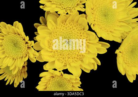 Gruppe der kleine gelbe Chrysantheme Blume auf schwarzem Hintergrund isoliert Stockfoto