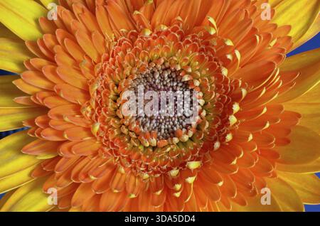 Close-up top-das Zentrum der orange Gerbera Blume Stockfoto
