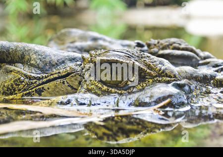 Nahauge von Süßwasserkrokodilen, die auf der Wasseroberfläche schwimmen Stockfoto