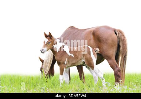 Stute und Fohlen mit weißen braunen grasen auf der Weide, isoliert auf weiss Stockfoto