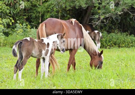 Stute und Fohlen mit weißen Brown auf der Weide grasen. Thailand Stockfoto