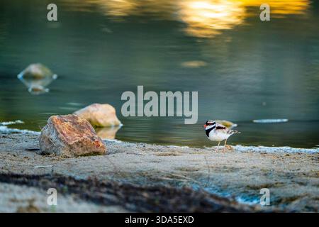 Schwarzfrontdotterel (Elseyornis melanops), die am Ufer des Coopers Creek, Western Queensland, speisen Stockfoto