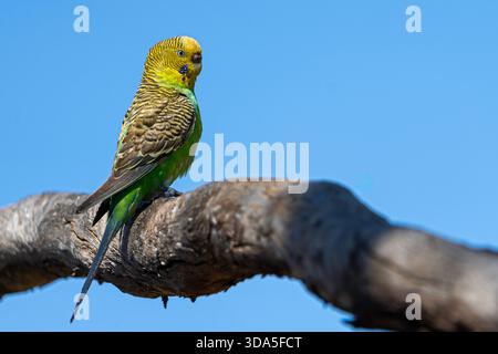 Grüner Wellensittich (Melopsittacus undulatus) in Baumstamm, Lake Dunn, Western Queensland Stockfoto