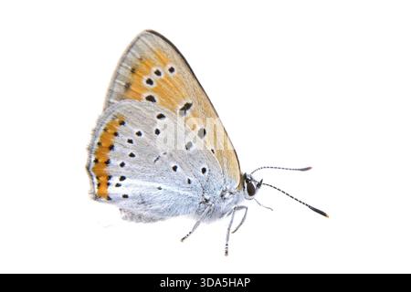 Farbige Schmetterling isoliert auf weißem Hintergrund Stockfoto