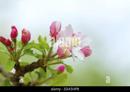 Rosa blühender Zweig mit verschwommenem Hintergrund Stockfoto
