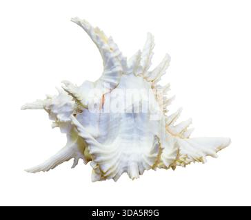 Die Muschel von Chicoreus Ramosus, Ramose Murex oder verzweigte Murex, ist eine Spezies der Raubschnecke, der Meeresschnecke aus der Familie der Muricidae isol Stockfoto