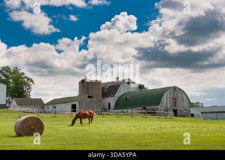 Eine wunderschöne ländliche Szene mit Pferden, die auf Weide weiden, mit einem Hintergrund verwitterter Scheunen im Mittleren Westen. Stockfoto