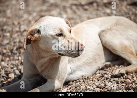 Porträt eines hellen serbischen streunenden Hundes auf Kies, einer Lutalica. Der Mischling-Hund sieht zur Seite und vermittelt ein ruhiges Verhalten, auf Res Stockfoto