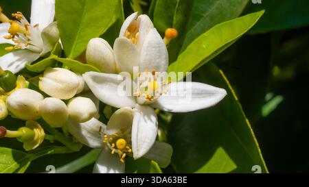 Detaillierte Makroaufnahme von weißen Orangenblüten (Neroli) mit gelben Staubblättern und frischen grünen Blättern bei hellem Sonnenlicht. Stockfoto