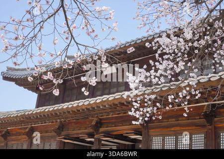 Kirschblüten in voller Blüte über dem traditionellen Holzdach im Deoksugung Palace, Seoul Stockfoto