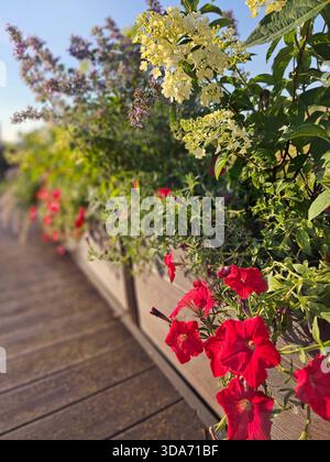 Verschiedene blühende Pflanzen im Sommergarten Stockfoto