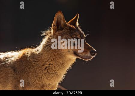Grauer Wolf (Canis Lupus) sein Kopf wird stark von der hinteren Sonne beleuchtet Stockfoto