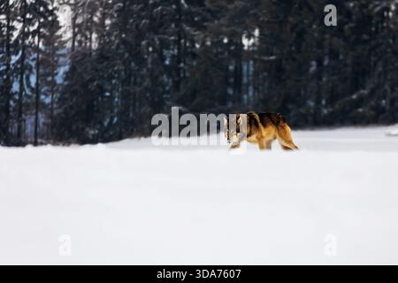 Grauwolf (Canis Lupus) spaziert im tiefen Schnee durch den Wald Stockfoto