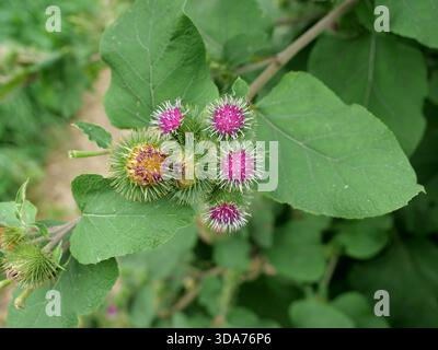 Blüten und Blätter der Klette, die oft an Straßenrändern und in Lichtungen zu finden sind. Nahaufnahme. Leerzeichen für Text. Stockfoto