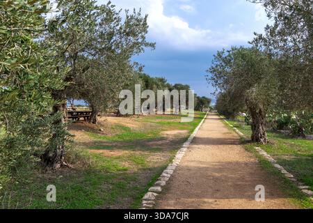 Gerader, von Reifen Olivenbäumen gesäumter Feldweg im Zippori-Nationalpark Israel unter blauem Himmel. Ruhige mediterrane ländliche Landschaft, die sich ideal für Reisen in die Natur, Landwirtschaft und Kulturerbe eignet Stockfoto
