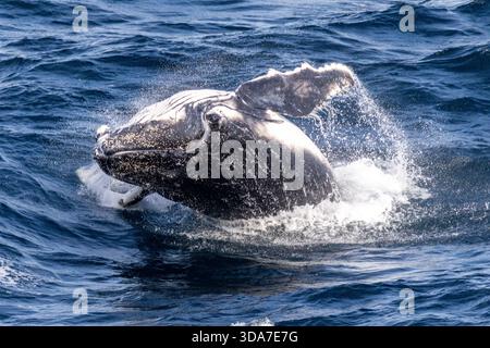 Buckelwal bricht vor der australischen Küste Stockfoto