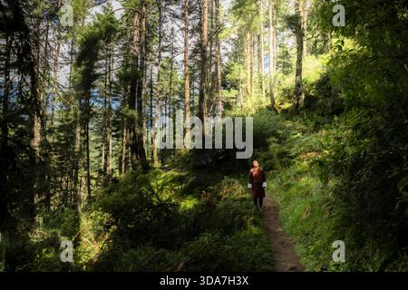 Blick auf eine Einzelfigur, die auf einem schmalen Pfad durch üppiges grünes Laub unter den hoch aufragenden Bäumen spaziert, im flauschigen Sonnenlicht getaucht, Nubding, Wa Stockfoto