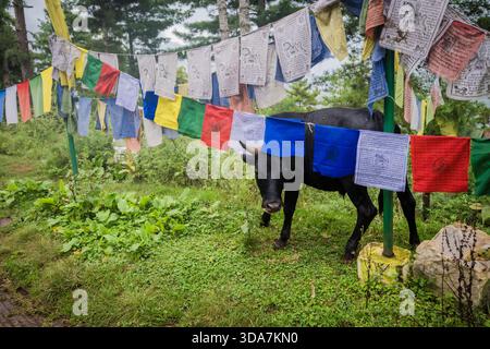 Blick auf Gebetsfahnen, die lebhaft über einer eleganten schwarzen Kuh flattern, die friedlich auf der üppigen, grünen Wiese weidet, eine ruhige Szene, Paro, Bhutan. Stockfoto
