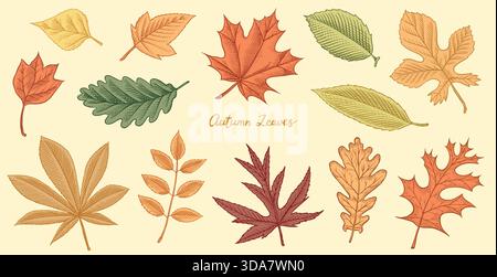 Herbstlaub. Herbstsaison verschiedene Blätter, Eiche und Linde, Aspen, Esche, Ahorngelb und rot handgezeichnet, gravierte Zweige im alten Vintage-Stil Stock Vektor