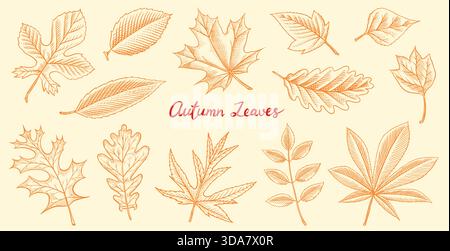 Herbstlaub. Herbstsaison verschiedene Blätter, Eiche und Linde, Aspen, Esche, Ahorngelb und rot handgezeichnet, gravierte Zweige im alten Vintage-Stil Stock Vektor