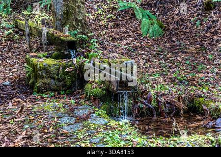Ein alter, moosbedeckter Steintrinktrog mit einem hölzernen Einlassrohr im Wald am Toriitoge Pass, Nakasendo, Kiso Valley, Präfektur Nagano, Japan. Historisch gesehen lieferten solche Quellwasserstationen Wasser für Reisende und Packtiere, die den Bergpass überquerten Stockfoto