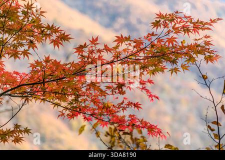 Rot-orange Ahornzweige vor einem verschwommenen herbstlichen Bergpanorama der japanischen Alpen. Die zugeschnittene Aufnahme betont die Intensität der Farben des Momiji-Blattes gegen das sanft verschwommene Tal. Shiojiri, Präfektur Nagano, Japan Stockfoto