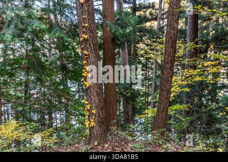Eine hellgelbe Kletterpflanze windet sich im herbstlichen Wald des Nakasendo den Stamm einer japanischen Zederne (Sugi) hinauf. Shiojiri, Präfektur Nagano, Japan Stockfoto