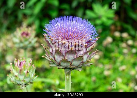 Cynara cardunculus eine im Sommer herbstliche blühende Pflanze mit einer lila Distel wie eine Sommerblume, auch bekannt als Cardoon oder Globus Artischocke, gar Stockfoto