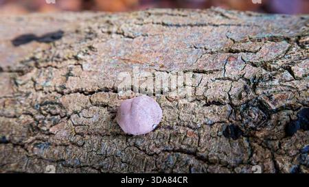 Ein Pilz, bekannt als King Alfred's Cakes, Daldinia centrrica, auf umgestürzten Baumstämmen, Humford Woods, Northumberland. Stockfoto