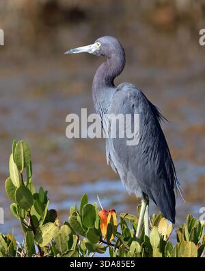 Ein wunderschöner kleiner blauer Reiher steht hoch und zeigt seine elegante Form und sein markantes blau-graues Gefieder Stockfoto