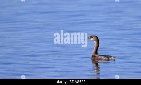 Ein Rattenschnabel schwimmt friedlich auf dem Wasser, sein Spiegelbild ist im klaren See sichtbar Stockfoto