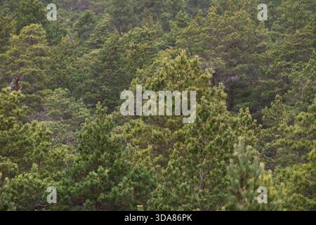Dichte, strukturierte Baldachin aus grünem Nadelwald in Estland, von einem Aussichtsturm aus gesehen bei stimmungsvollem, feuchtem oder regnerischem Wetter. Stockfoto