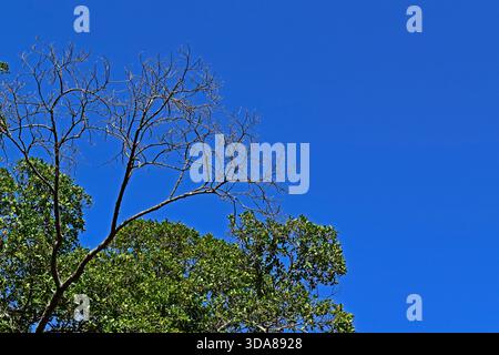 Baum mit trockenen Ästen vor einem Baum mit grünen Blättern, Rio de Janeiro, Brasilien Stockfoto