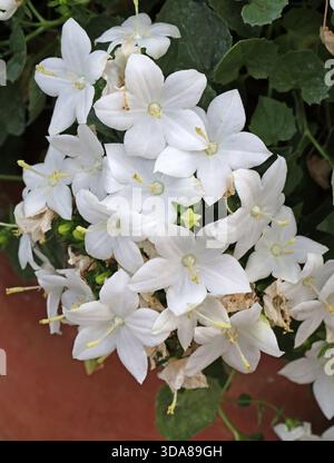 Italienische Bellblume, Stern von Bethlehem, fallende Sterne und nachfolgende Campanula, Campanula isophylla 'Alba', Campanulaceae. Italien, Europa. Stockfoto