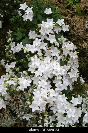 Italienische Bellblume, Stern von Bethlehem, fallende Sterne und nachfolgende Campanula, Campanula isophylla 'Alba', Campanulaceae. Italien, Europa. Stockfoto