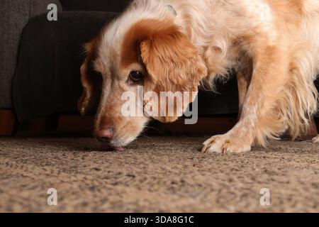 Gelb-weiß arbeitender Cocker Spaniel auf der Suche nach Krümeln auf einem Teppich Stockfoto