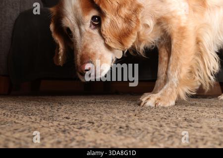 Gelb-weiß arbeitender Cocker Spaniel auf der Suche nach Krümeln auf einem Teppich Stockfoto