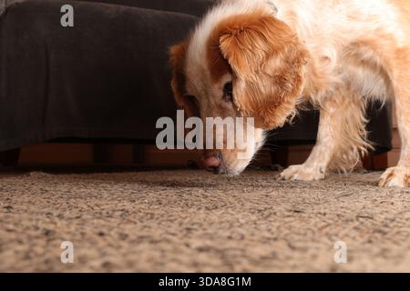 Gelb-weiß arbeitender Cocker Spaniel auf der Suche nach Krümeln auf einem Teppich Stockfoto