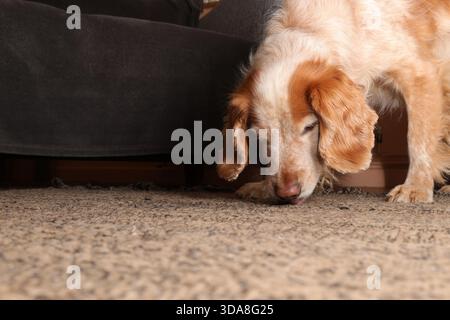 Gelb-weiß arbeitender Cocker Spaniel auf der Suche nach Krümeln auf einem Teppich Stockfoto