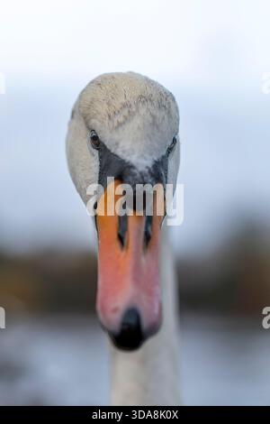Sehr nah am Vorderkopf, nur Ansicht eines stummen Schwans mit Fokus auf helle Augen. Stockfoto