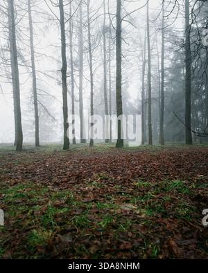 Vertikale Sicht auf Nebelwälder im Spätherbst. Der Waldboden ist mit braunen, gefallenen Blättern und Grasflecken bedeckt. Schlanke Baumstämme im Nebel. Stockfoto