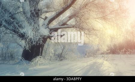 Winterlandschaft mit ausbreitendem frostigem Winterbaum im Sonnenlicht. Winter Wunderland malerische Szene am kalten Morgen Stockfoto