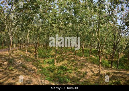 Gummibaum im natürlichen Plantagenumfeld Stockfoto